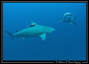 Two Zambezi sharks in action. by Raoul Caprez 